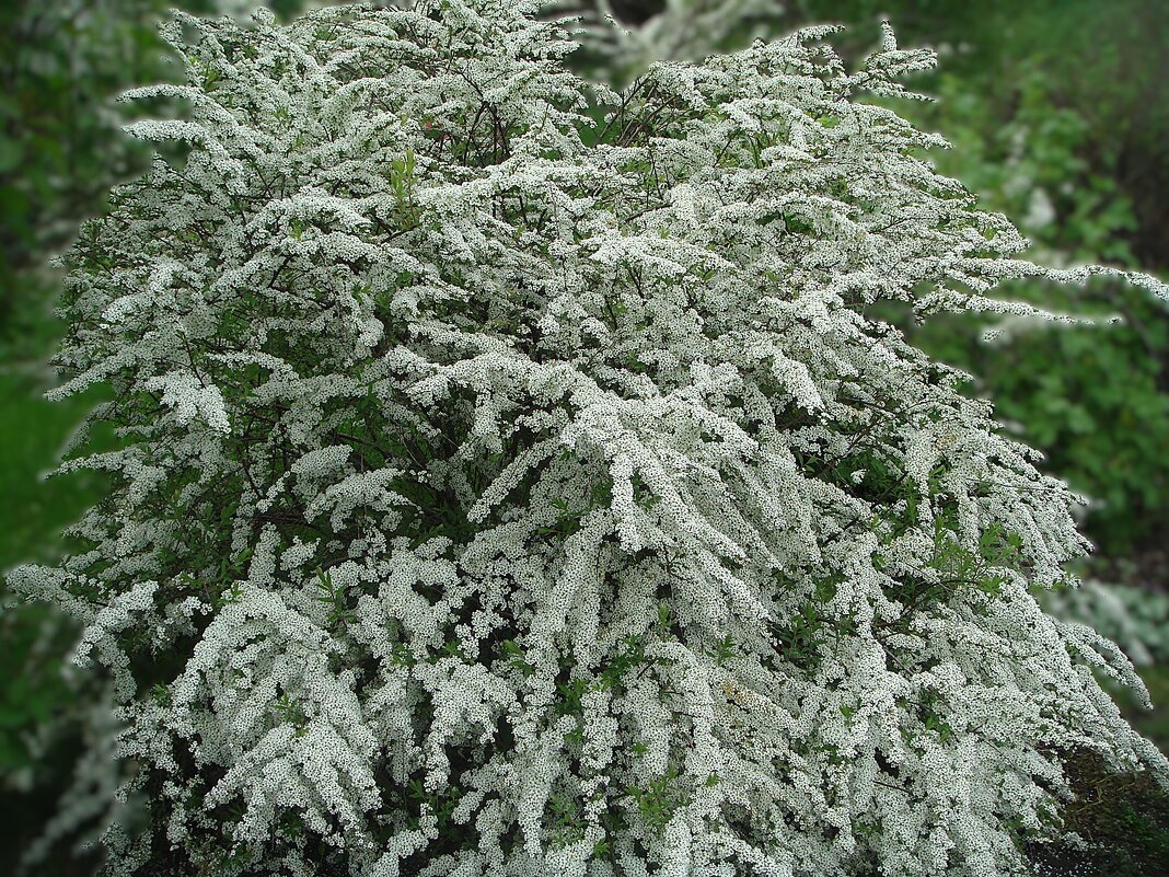 ***спирея цветет*** - Olga Oskolkova