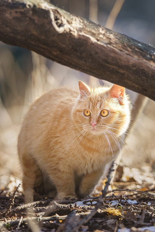 Кошка - Alex Bush