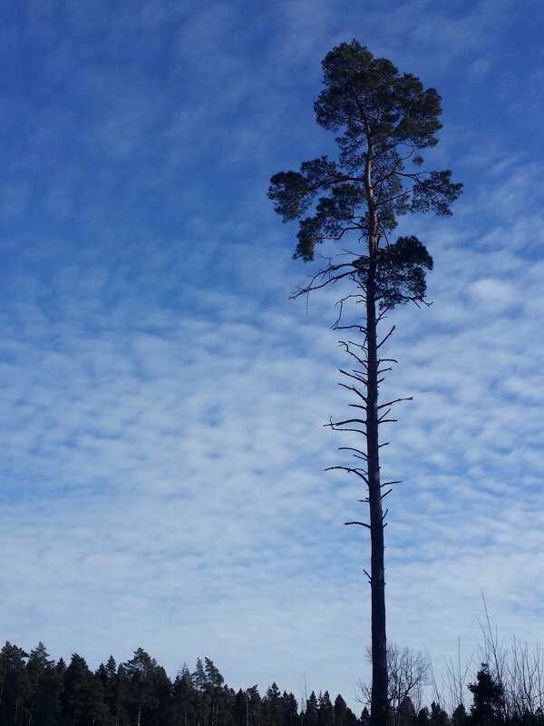... - Наталия Кольцова