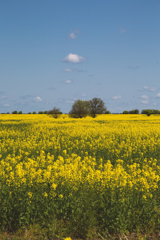 *** - Яна Горбунова