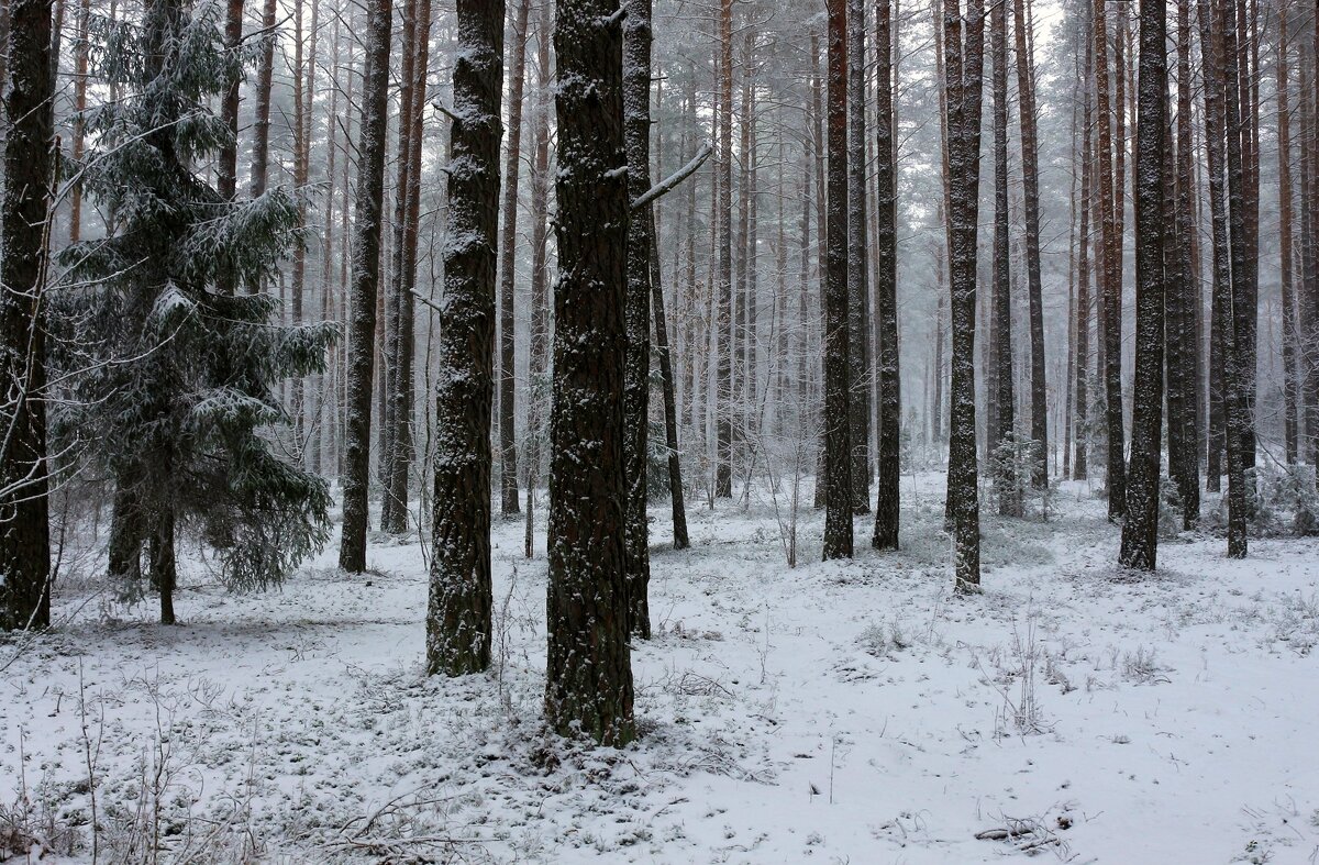 До свидания, Зима... - Юрий. Шмаков