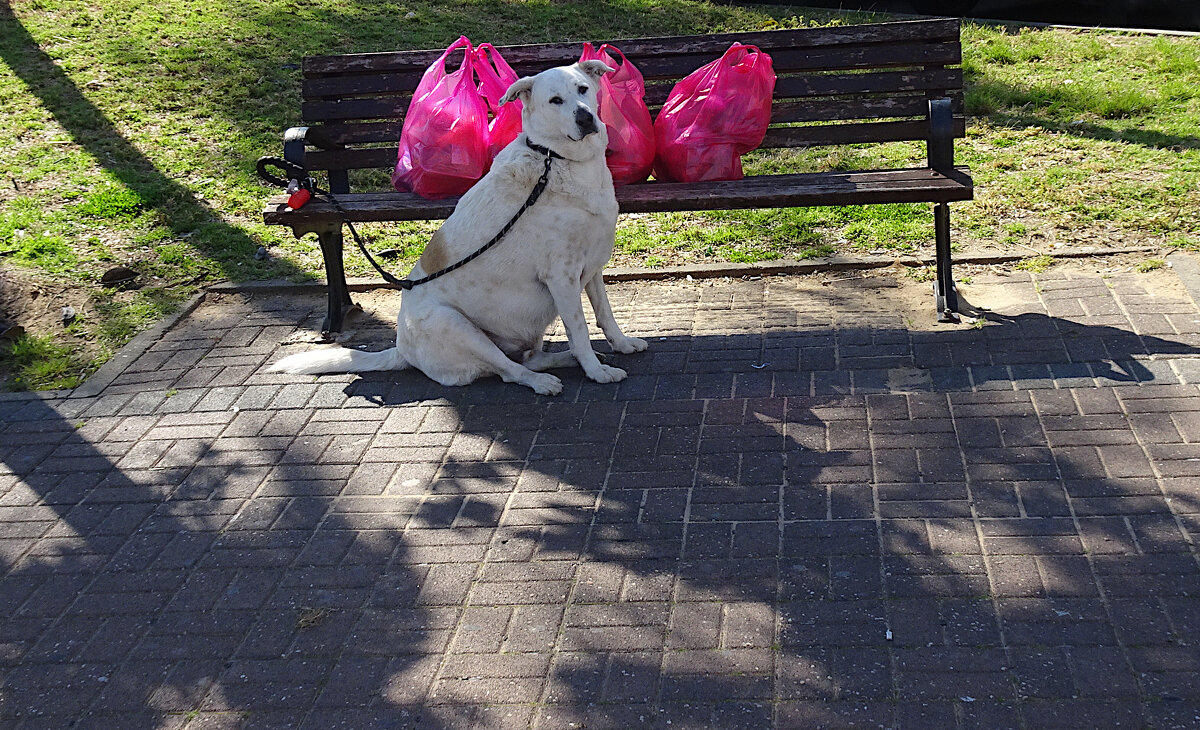 Sempre Fi - Helmut Levitt Sempre Fi - Helmut Levitt