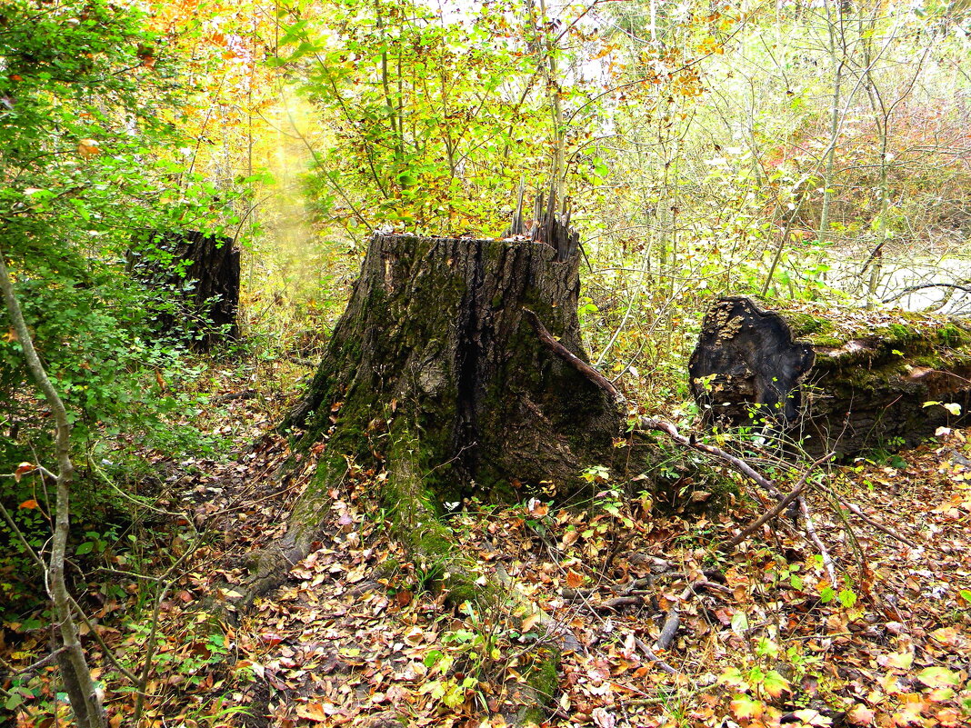 БЕЗ   СЛОВ - ivana 