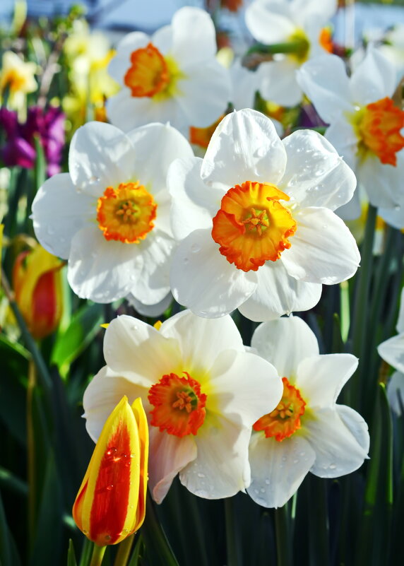 Весенние первоцветы - Леонид Иванчук