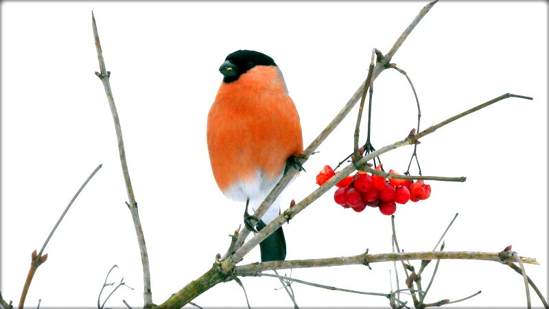 Снегирь и рябина ... - Сергей Снегирь и рябина ... - Сергей