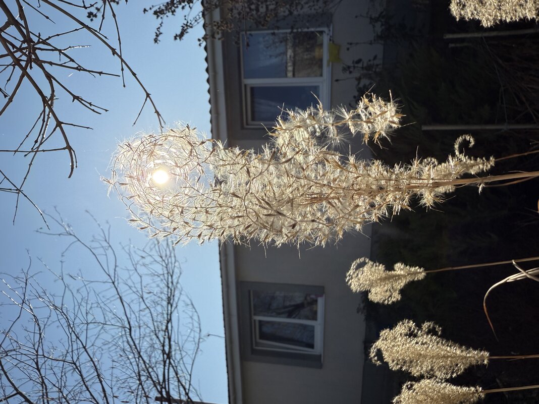 Солнце в траве. - Валентина . Солнце в траве. - Валентина .