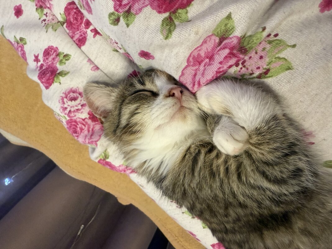 Сладкие сны - Валентина . Сладкие сны - Валентина .