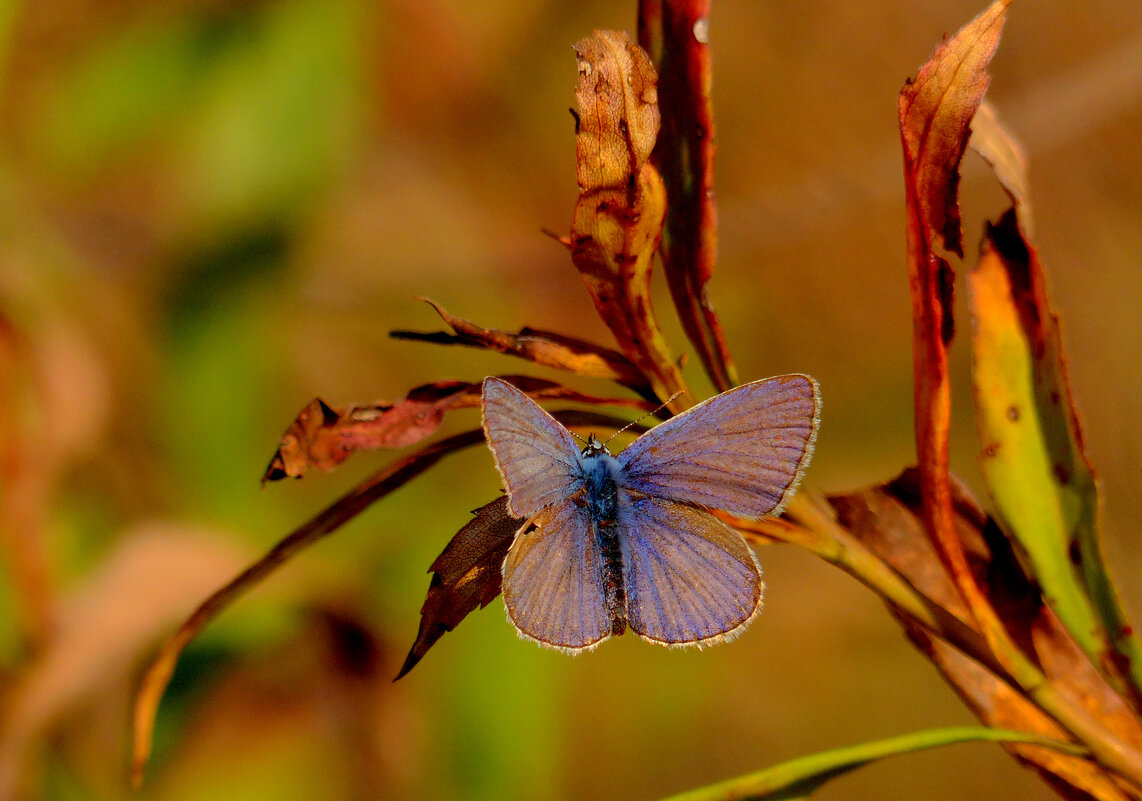 опять про бабочек 405 - Александр Прокудин опять про бабочек 405 - Александр Прокудин