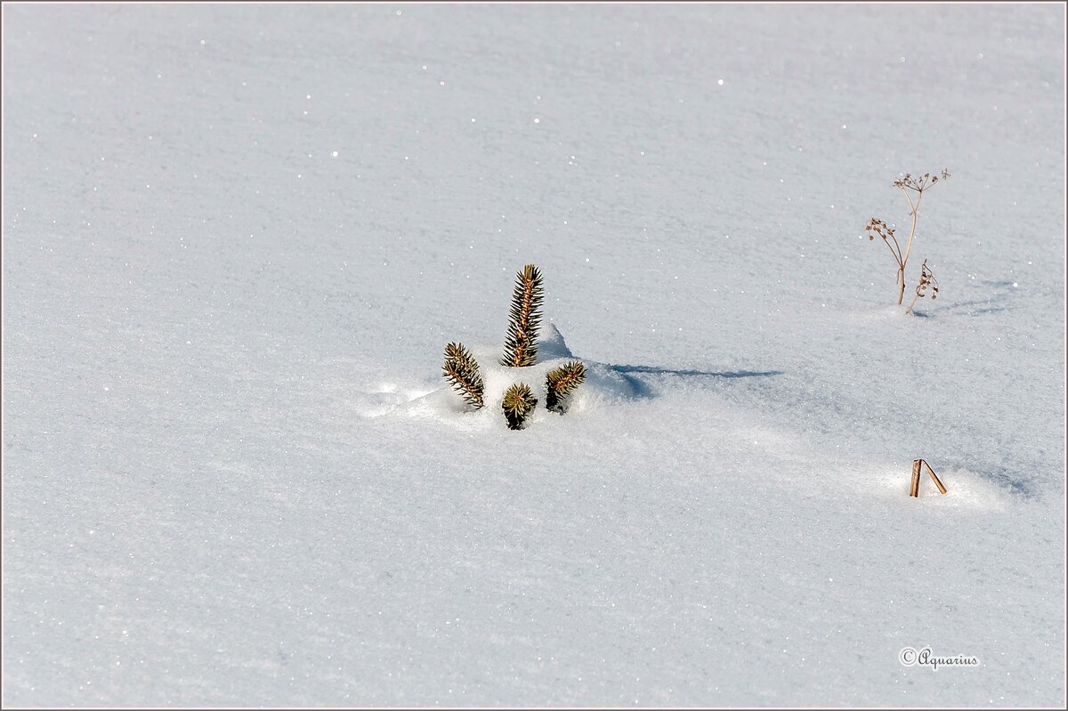 Замело - Aquarius - Сергей