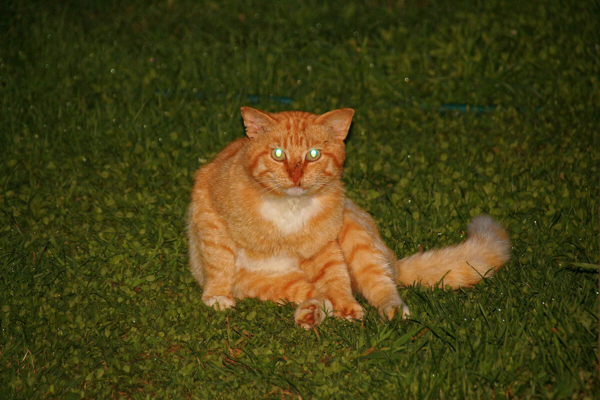 Тасманский дьявол? Нет - соседский кот Кусяй - Валерий Судачок Тасманский дьявол? Нет - соседский кот Кусяй - Валерий Судачок