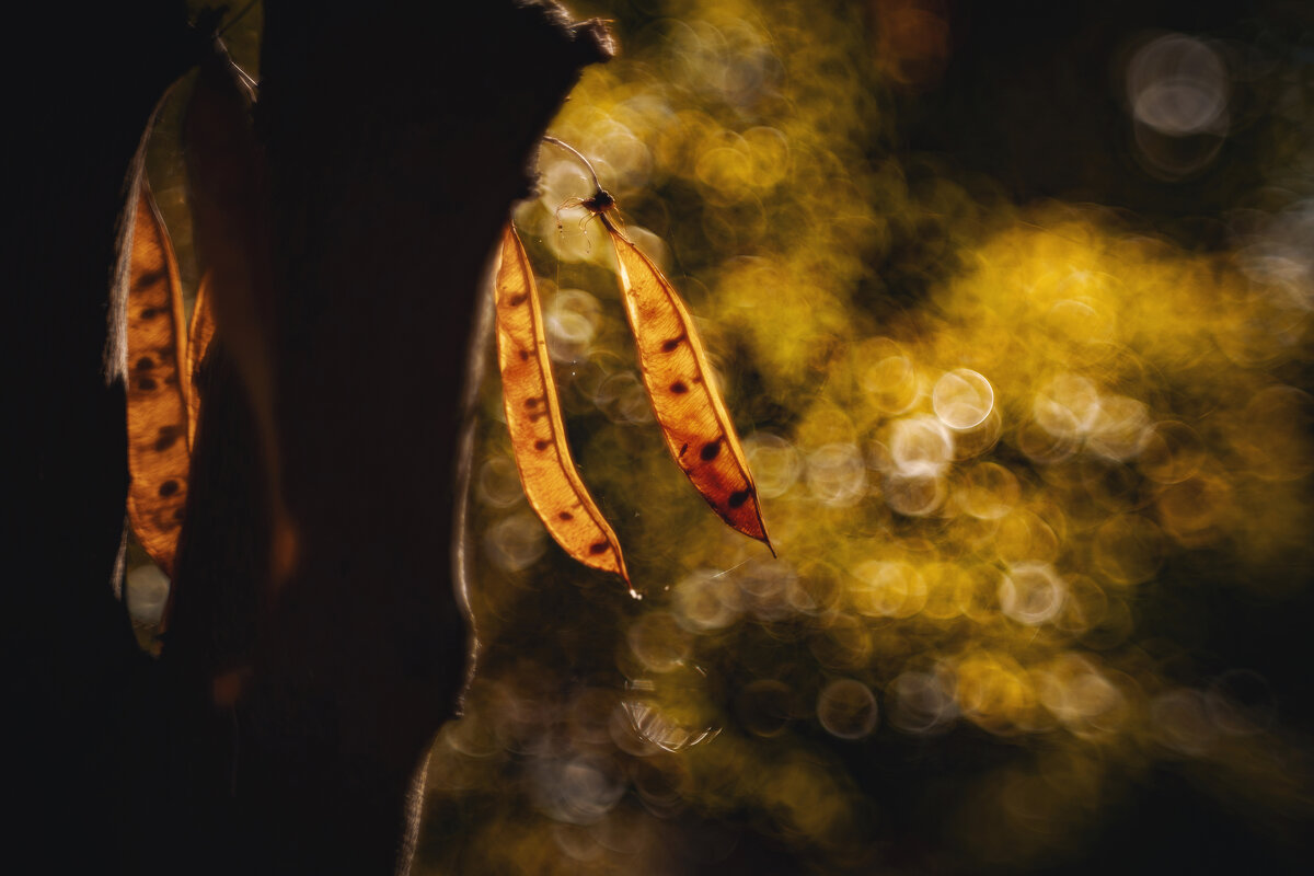 Пикториальная осень. - Анатолий Щербак