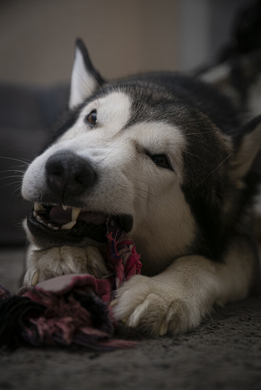 Ярик. - leff Postnov