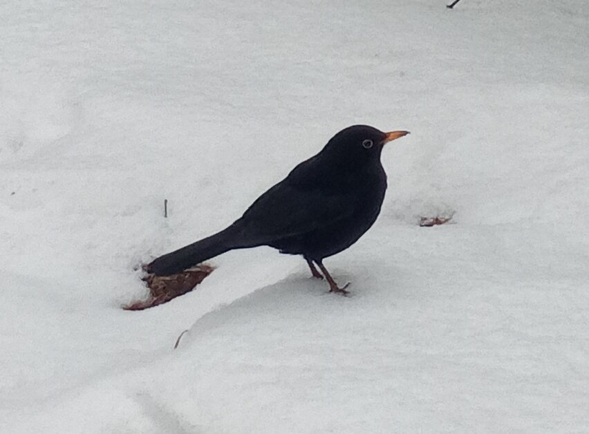 Дрозд - Сапсан 