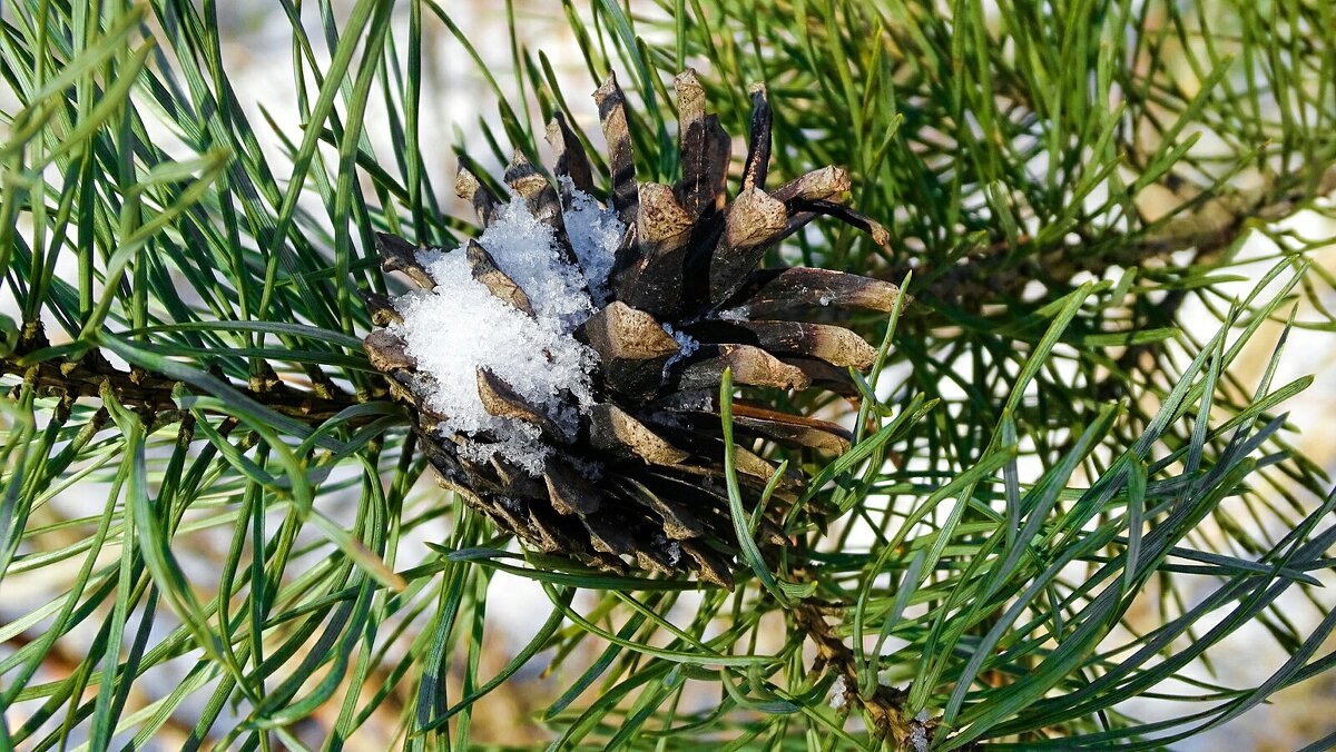 Напоминание о минувшей зиме. - Милешкин Владимир Алексеевич 