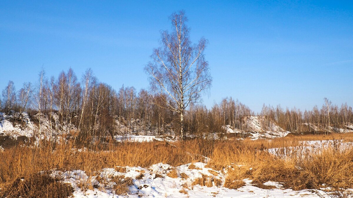 Одинокая берёза. - Милешкин Владимир Алексеевич 