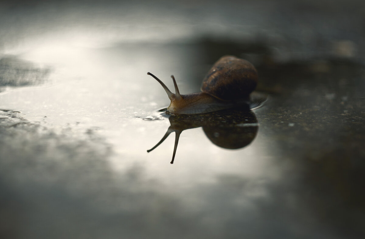 Осенние хроники. - Анатолий Щербак