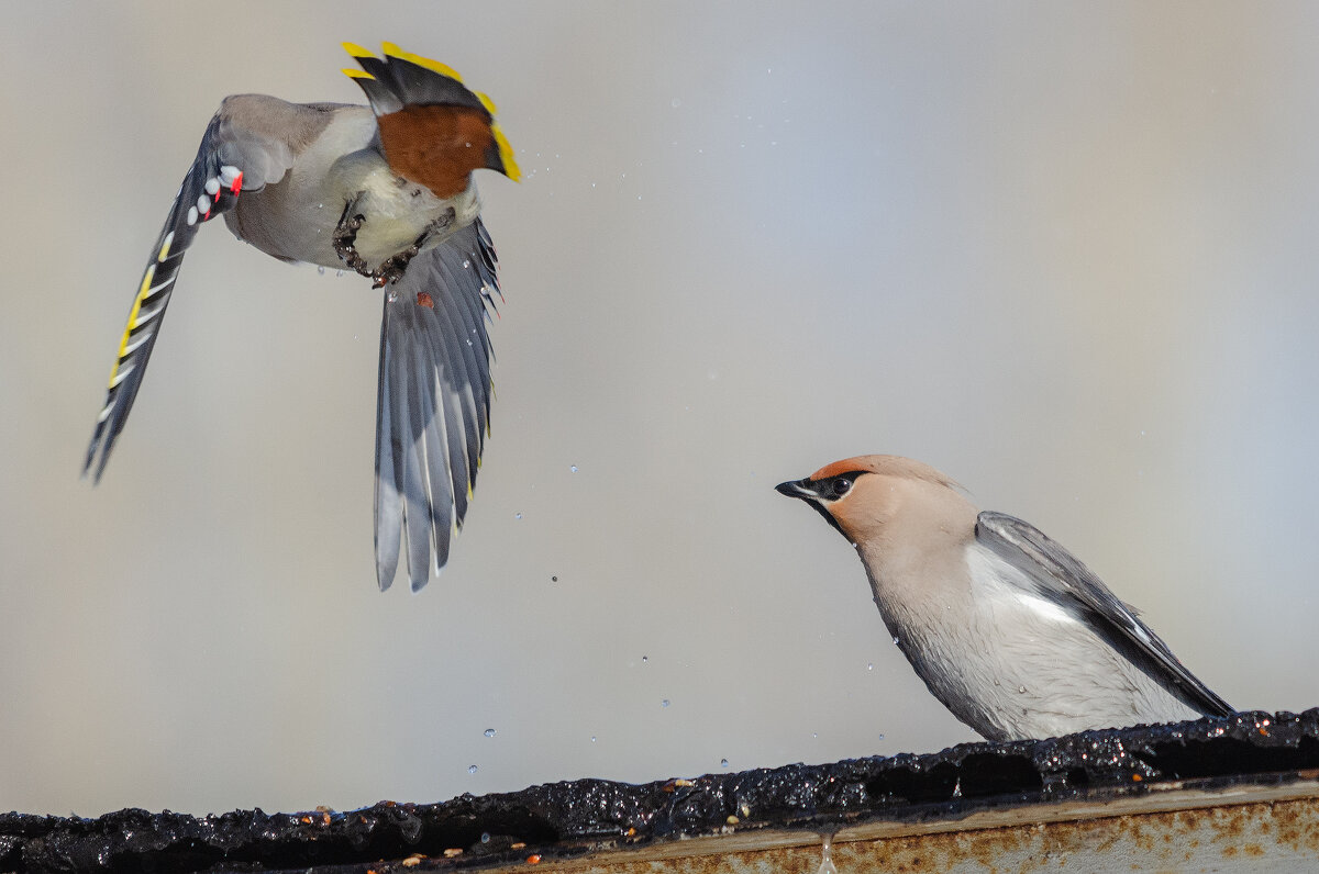 Свиристели. - Виктор Иванович Чернюк