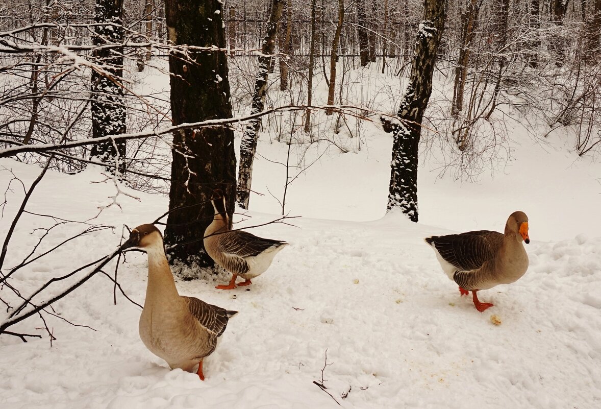 Гусиная прогулка - Nataly St. 