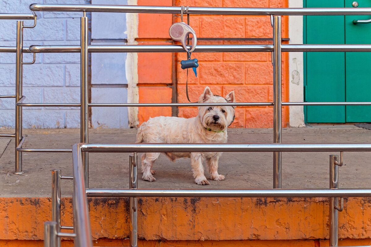 Не пускают с хозяйкой - Валерий Иванович Не пускают с хозяйкой - Валерий Иванович