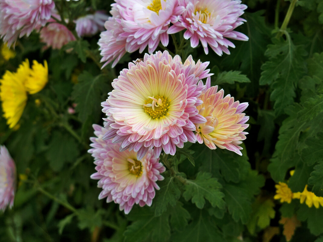 Хризантемы - Валентин Семчишин Хризантемы - Валентин Семчишин