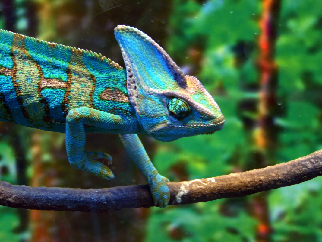 У хамелеона есть одёжек много, и цвета любые — только выбирай! - nadyasilyuk Вознюк