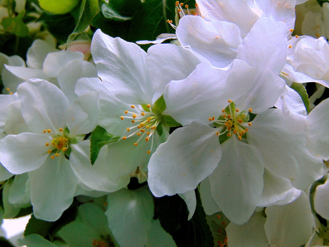 С первым днём весны,друзья ! - nadyasilyuk Вознюк С первым днём весны,друзья ! - nadyasilyuk Вознюк
