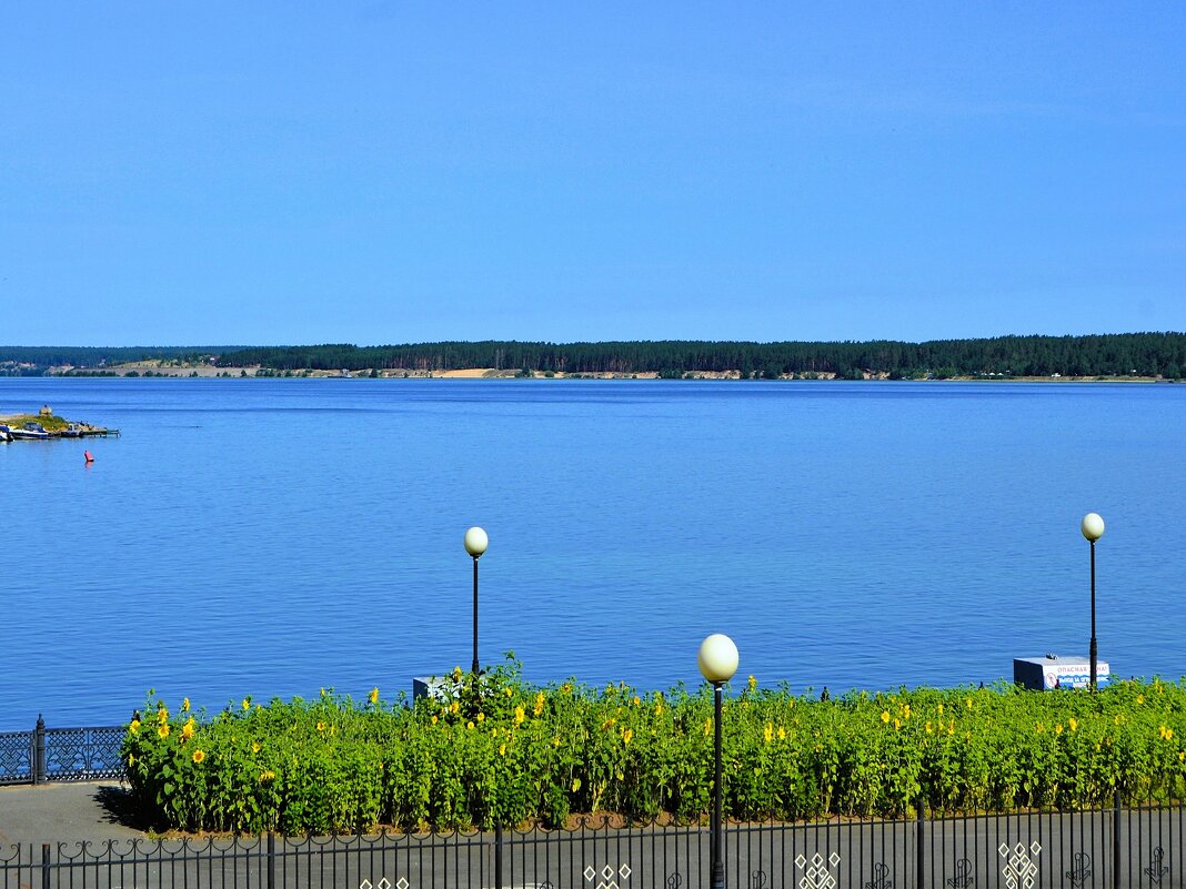 Чебоксары. Подсолнухи на берегу Чебоксарского водохранилища. - Пётр Чернега Чебоксары. Подсолнухи на берегу Чебоксарского водохранилища. - Пётр Чернега