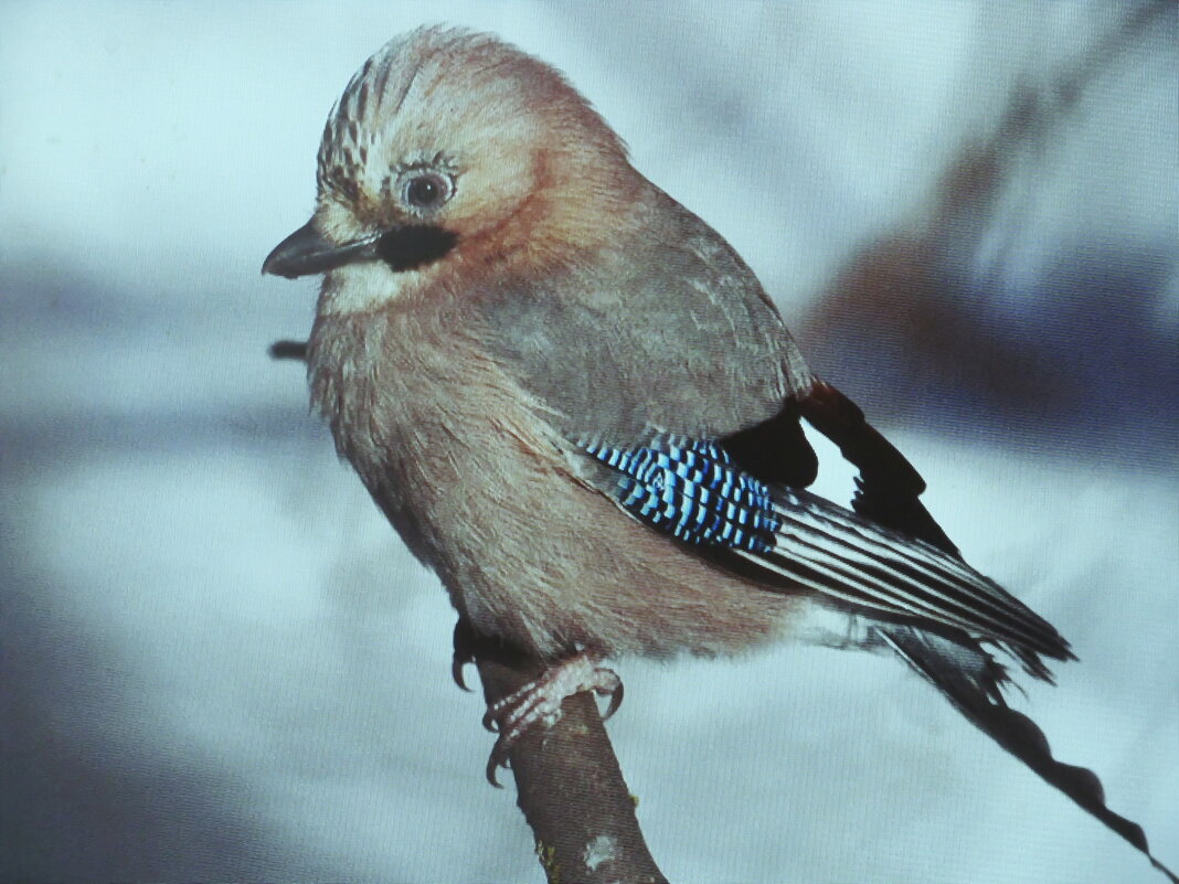Красавица сойка - Людмила Смородинская Красавица сойка - Людмила Смородинская