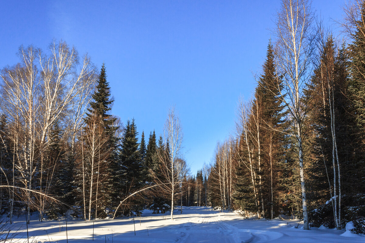 Зимой в тайге - Сергей Борисович 
