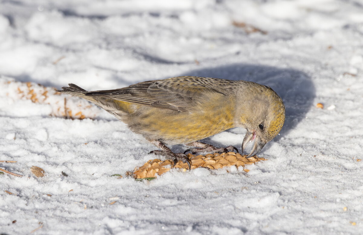 клест еловик - юрий макаров