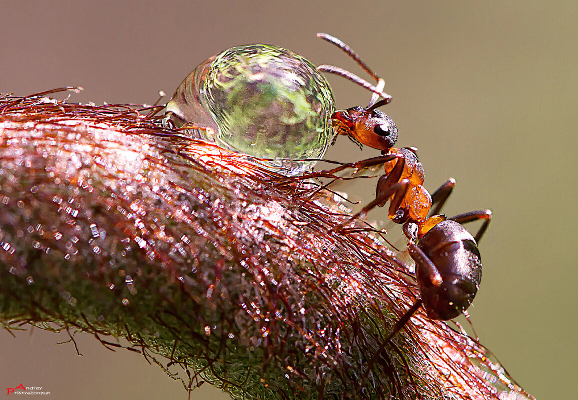 За капелькой... - Андрей Пристяжнюк