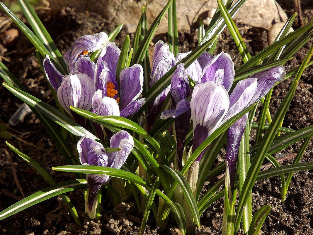 Весенний привет! - Нина Андронова