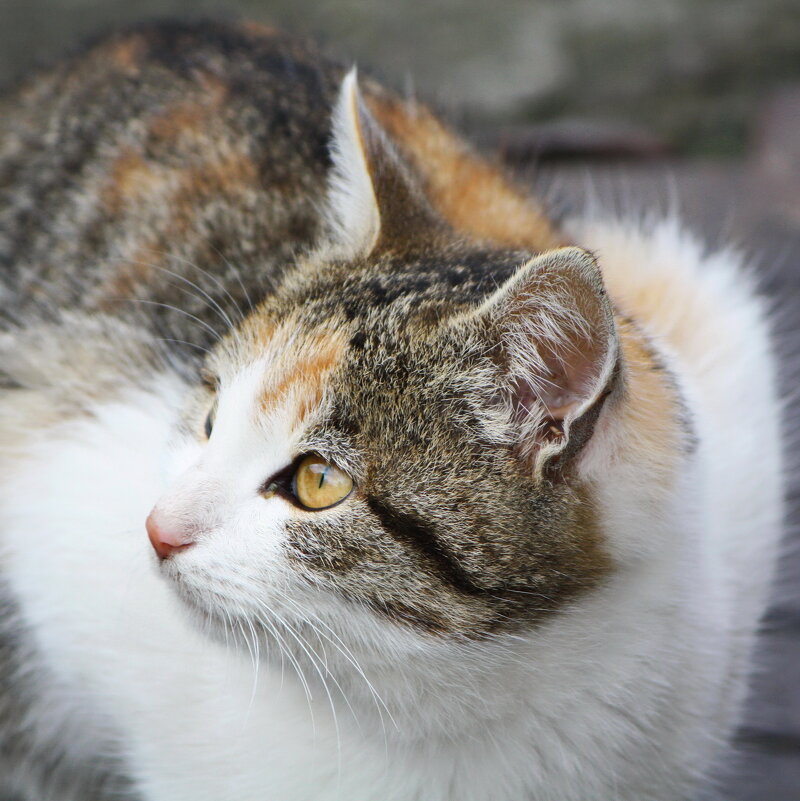 Трёхцветный котёнок - Константин Штарк Трёхцветный котёнок - Константин Штарк