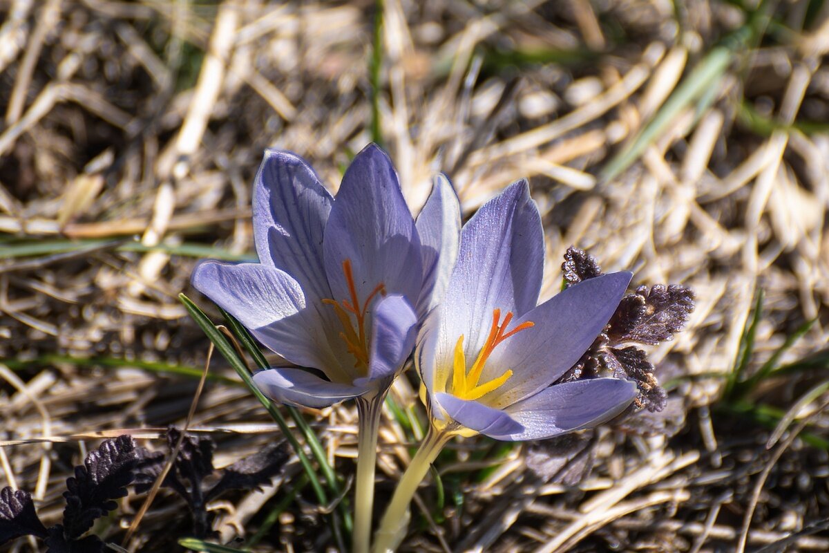 Крокусы - Игорь Сикорский Крокусы - Игорь Сикорский