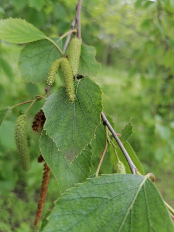 ,,, - Сергей Тимоновский