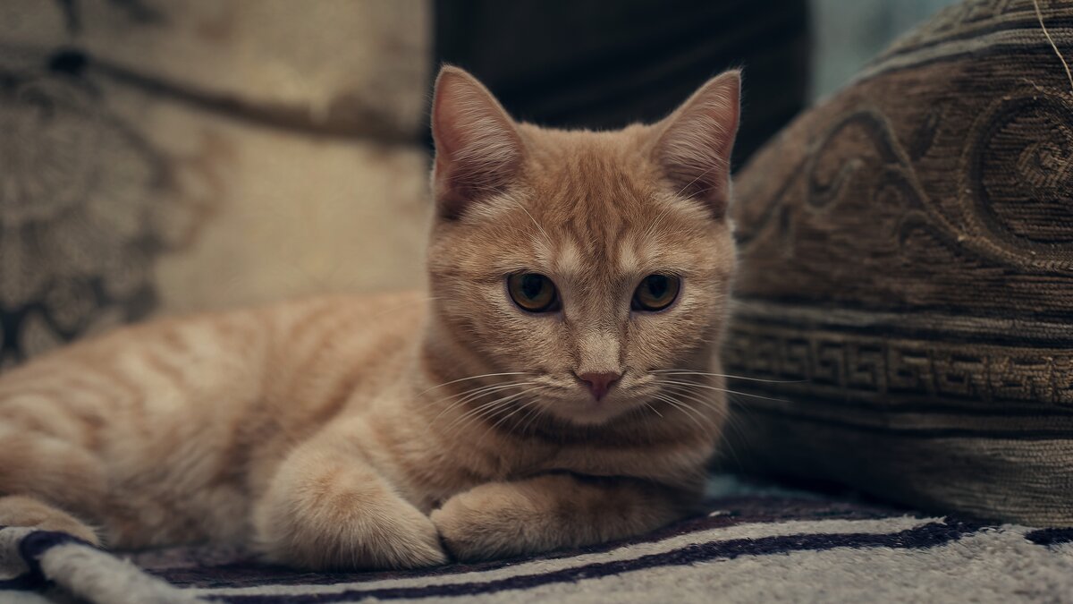 1 марта - День кошек в России. - Вадим Басов