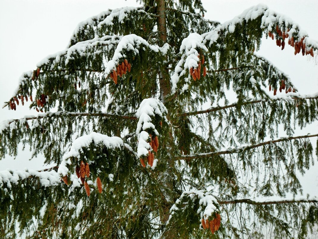 сюжет - Владимир 