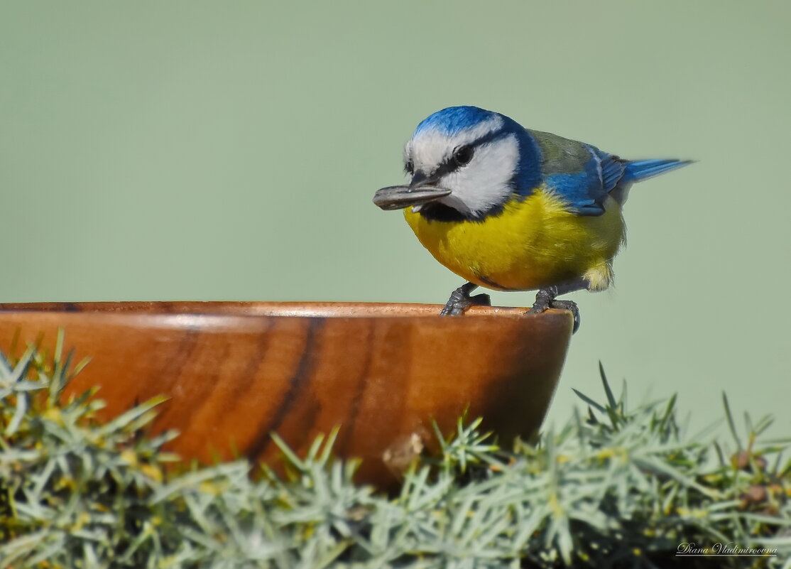 ЛАЗОРЕВКА. - DianaVladimirovna ЛАЗОРЕВКА. - DianaVladimirovna