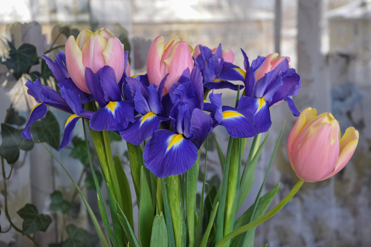 С началом весны! - Татьяна Машошина