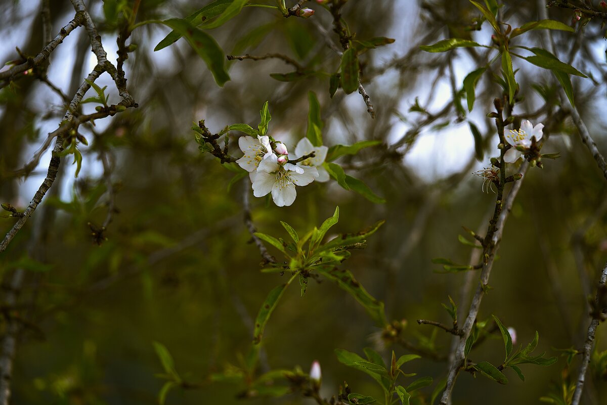 Весна 2025г - ujgcvbif 