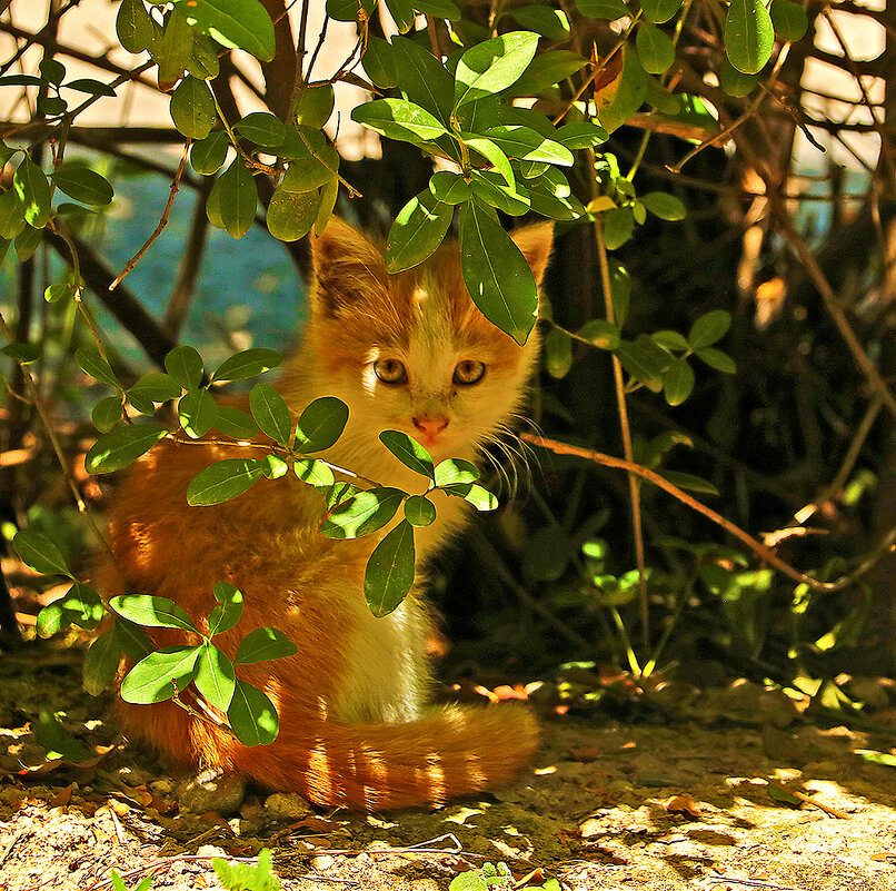 1 марта - день котов и кошек! - Светлана 