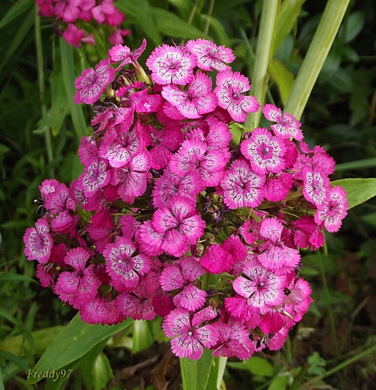 Турецкая гвоздика - Freddy 97