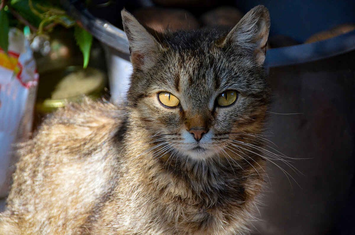 первый день весны - Евгений Фролов