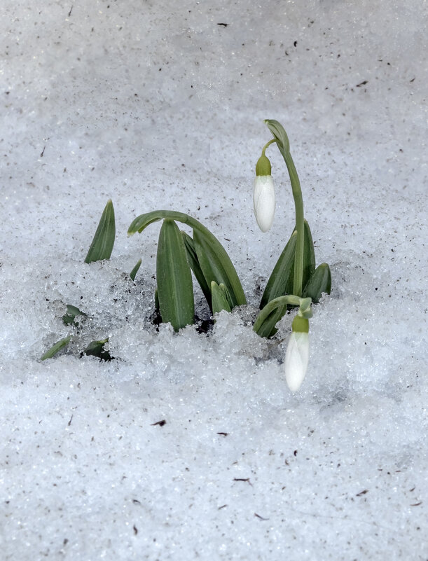 С Весной, друзья! - Валерий Басыров С Весной, друзья! - Валерий Басыров