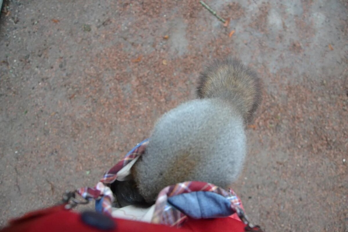 Ощущаю себя мамой сумчатого - Надежда 