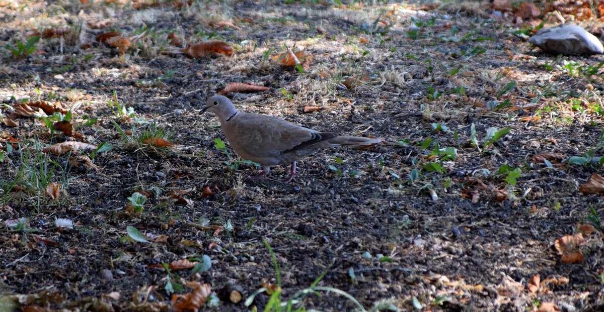 Горлинка - Павленко Михаил 