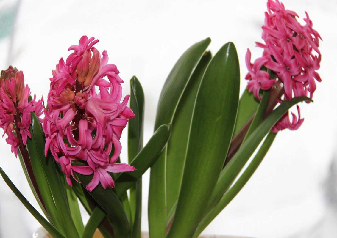 С первым днем весны! - Венера Чуйкова