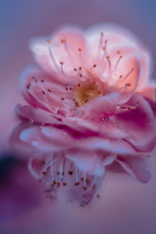 Цветение сливы - Дмитрий 