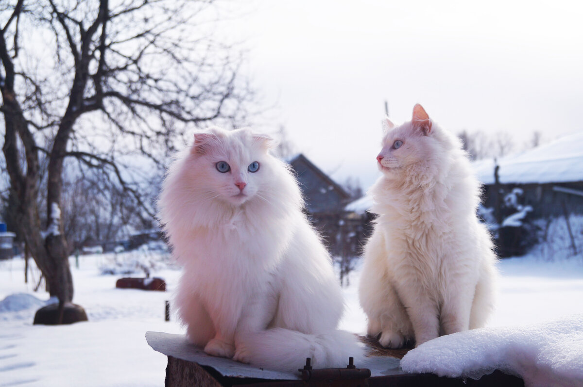 С днем кошек ! - Сергей Ц С днем кошек ! - Сергей Ц