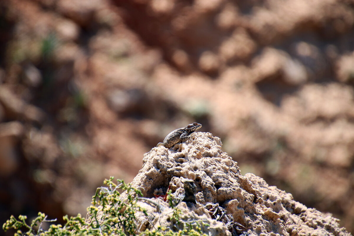 Стеллагама. - Argaman Табашник